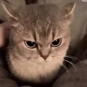marrowh
