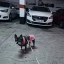 perroxnonu