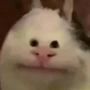 mevo._