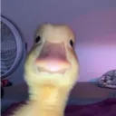 vibezznyn