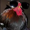 nuggetdoesvr