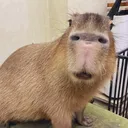 harmonious_raccoon_73356
