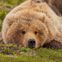 avatar bear