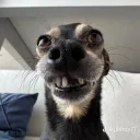 humberto_3481237 avatar