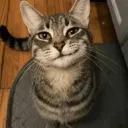 beepinox
