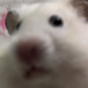 avatar ₍ᐢ⸝⸝•༝•⸝⸝ᐢ₎