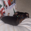 avatar ʕ 𝑅𝑜𝓎𝒶𝓁 ʔ