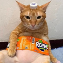 avatar ʕ 𝑅𝑜𝓎𝒶𝓁 ʔ