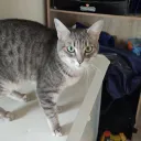 poulpixi
