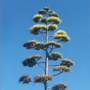 ivanbar