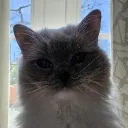 .kiwieric