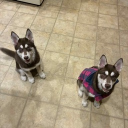 avatar ☾ 𓃠 𝒜𝓇𝓉3𝓂𝒾𝓈 𓃠 ☾