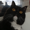 avatar The winner takes it all