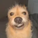 bitenquinhas