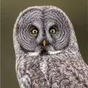 patelbhai69