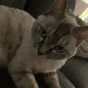 kadebuns