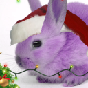 avatar The Jolliest Violet