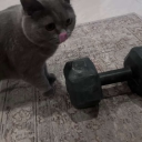 avatar bobo the kind