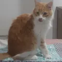 lilyroca