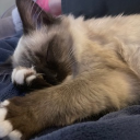 avatar ⋆｡° tilly °｡⋆