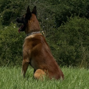 avatar Sira_Veneziano-Pele