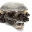 mr.turtle3625