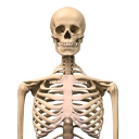 avatar Skeleton