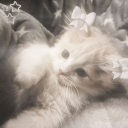 avatar 𝕵𝖆𝖈𝖖𝖚𝖊𝖑𝖎𝖓𝖊