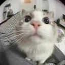 minitwla avatar