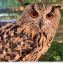 theowl3025
