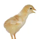powerboi21