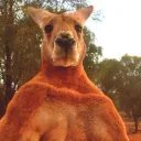 roo09704