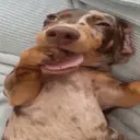 apelsinvibe