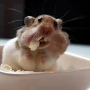 gizmo04678