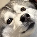doc_n1c0