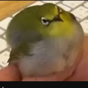 avatar borb