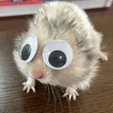 riflbunny