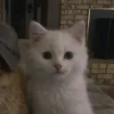 riflbunny
