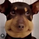 avatar จิ้งจก อวกาศ