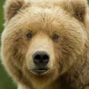 scary_bear.