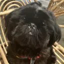 blackdog_22
