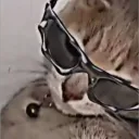 kingbobpro1