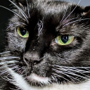 avatar Barron the Rapscallion