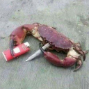 avatar Crustacean