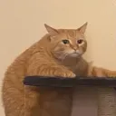 mayube