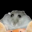 hampterkimi