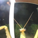 avatar Little green bug