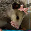 PlayingPossum avatar