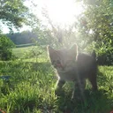 swizimeow