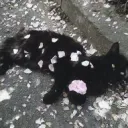 swizimeow